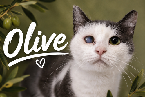 Olive (FCID# 05/11/2026 - 77 Trainer)