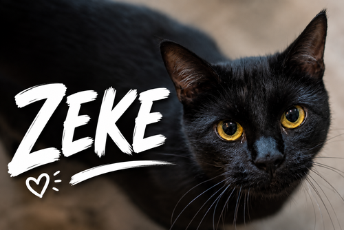 Zeke (FCID# 06/01/2023 - 34 Trainer) C
