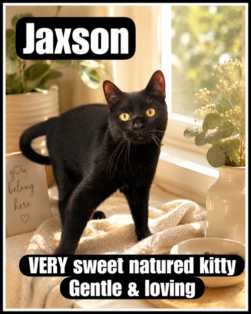 Jaxson (FCID#08/19/2025 - 109) Willow Grove