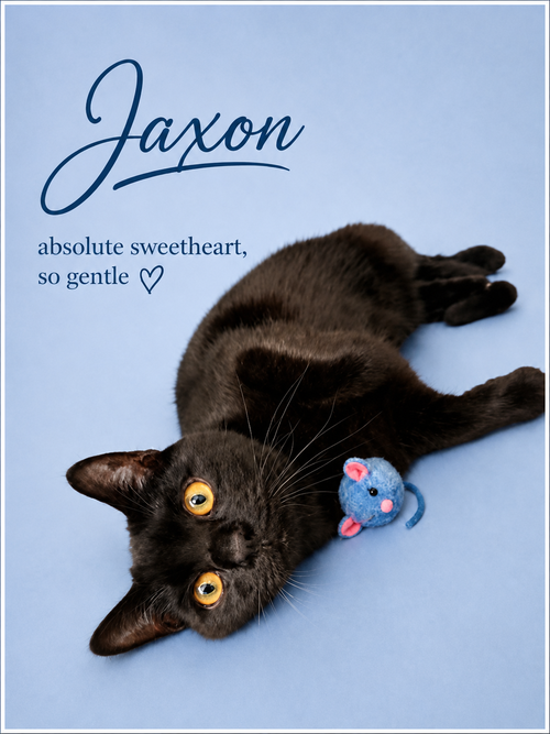 Jaxon (FCID#08/19/2025 - 109) Willow Grove PS, Young Domestic Short Hair (short coat), cat for adoption in Camden, New Jersey