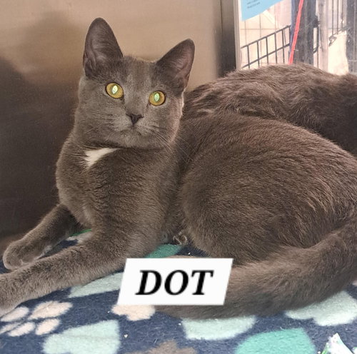 Dot (FCID# 05/12/2026 - 37 Brandywine PS) C