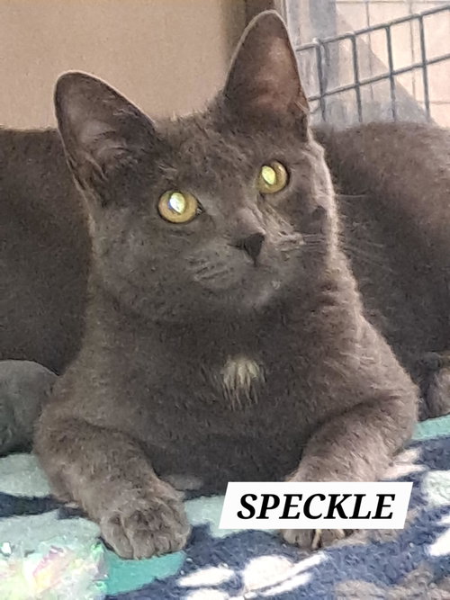 Speckle (FCID# 05/13/2026 - 6 Brandywine PS) C