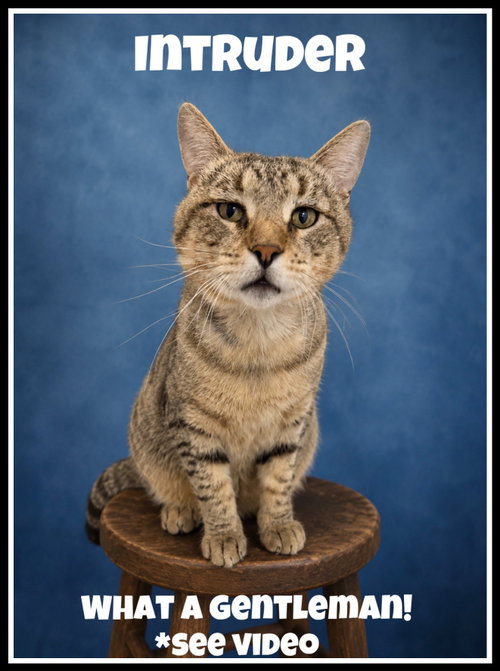 Intruder (FCID#05/05/2026 - 110) Willow Grove, Adult Domestic Short Hair (short coat), cat for adoption in Camden, New Jersey
