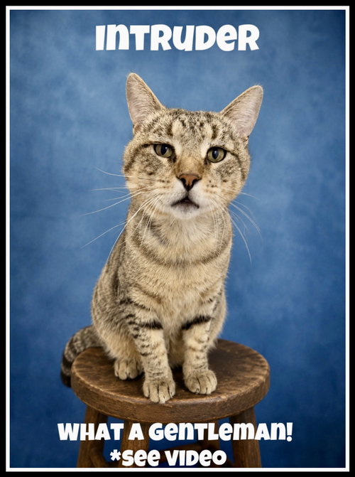 Intruder (FCID#05/05/2026 - 110) Willow Grove, Adult Domestic Short Hair (short coat), cat for adoption in Camden, New Jersey