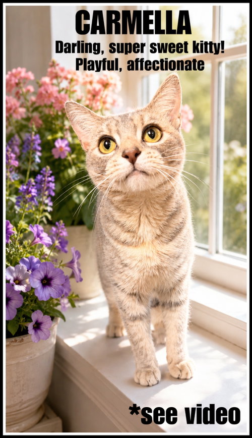 Carmela (FCID# 05/12/2026 - 105) Willow Grove