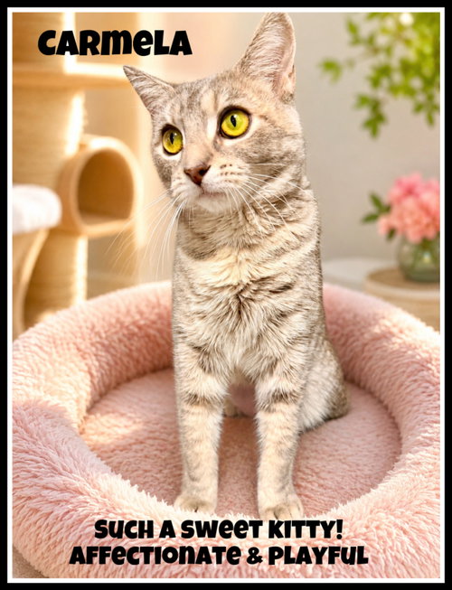 Carmela (FCID# 05/12/2026 - 105) Willow Grove, Young Tabby / Dilute Tortoiseshell / Mixed (short coat), cat for adoption in Camden, New Jersey