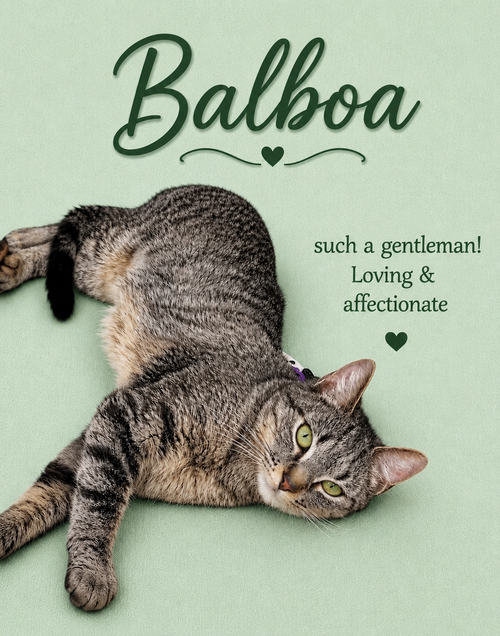 Balboa (FCID# 05/12/2026 - 119) Willow grove, an adoptable Domestic Short Hair in Greenville, DE