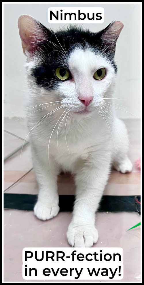 Nimbus (FCID#04/28/2026 - 115) WG Petsmart