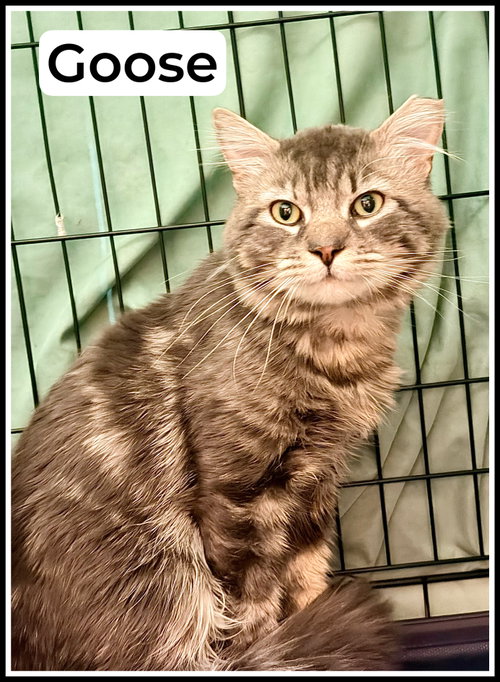 Goose (FCID# 05/05/2026 - 116) Willow Grove, an adoptable Domestic Medium Hair in Greenville, DE