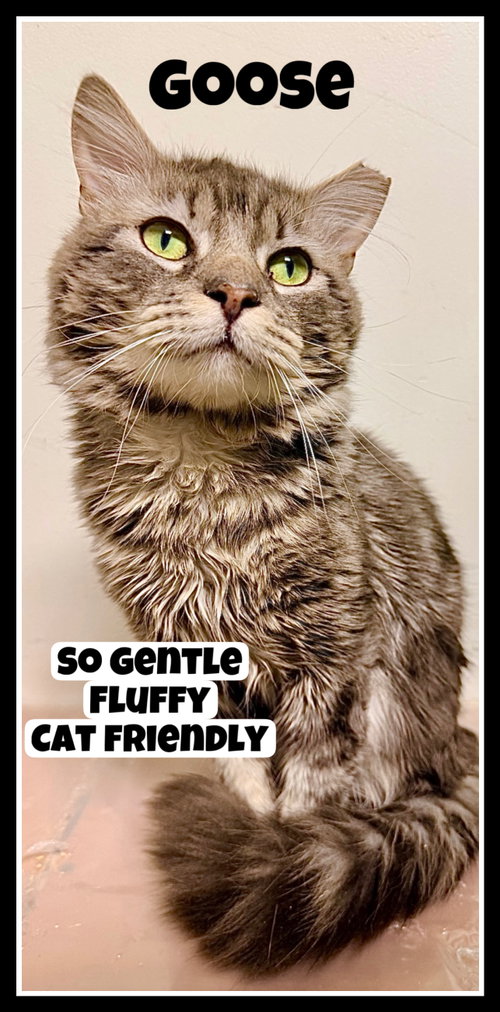 Goose (FCID# 05/05/2026 - 116) Willow Grove, Adult Domestic Medium Hair (medium coat), cat for adoption in Camden, New Jersey