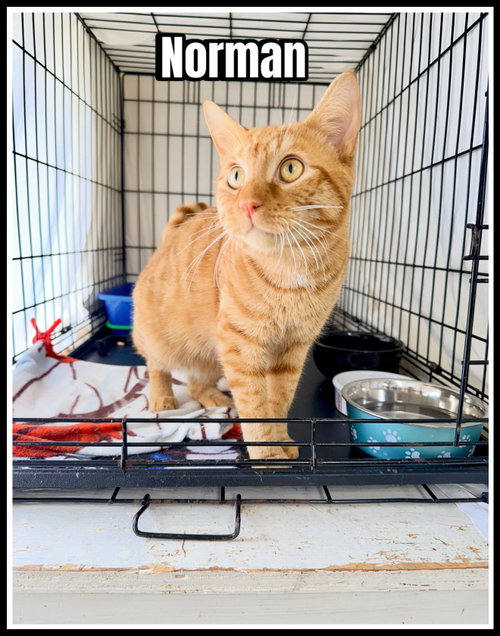 Norman (FCID# 05/12/2026-122) Willow Grove