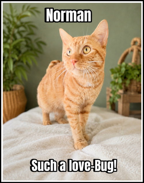 Norman (FCID# 05/12/2026-122 Jenkintown PS), Young Tabby / Domestic Short Hair / Mixed (short coat), cat for adoption in Bethlehem, Pennsylvania