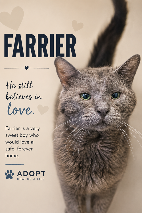 Farrier (FCID# 05/18/2026 - 24 Trainer), Adult Domestic Short Hair (short coat), cat for adoption in Camden, New Jersey