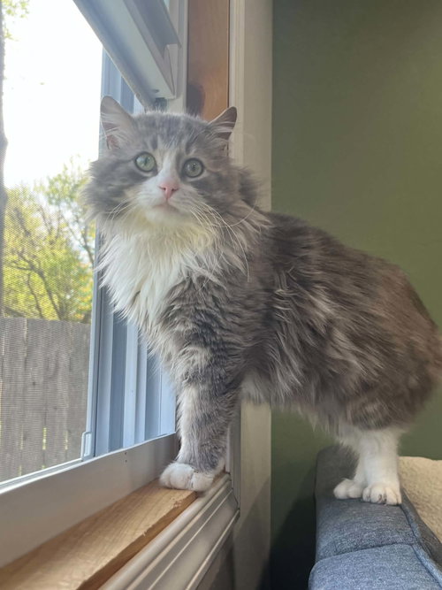 Fluffy, Willow Grove Area, (FCID 4/22/26-140)