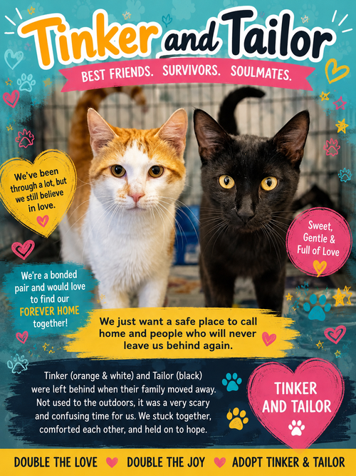 Tinker & Tailor: Bonded (05/15/26-23,40 Trainer)