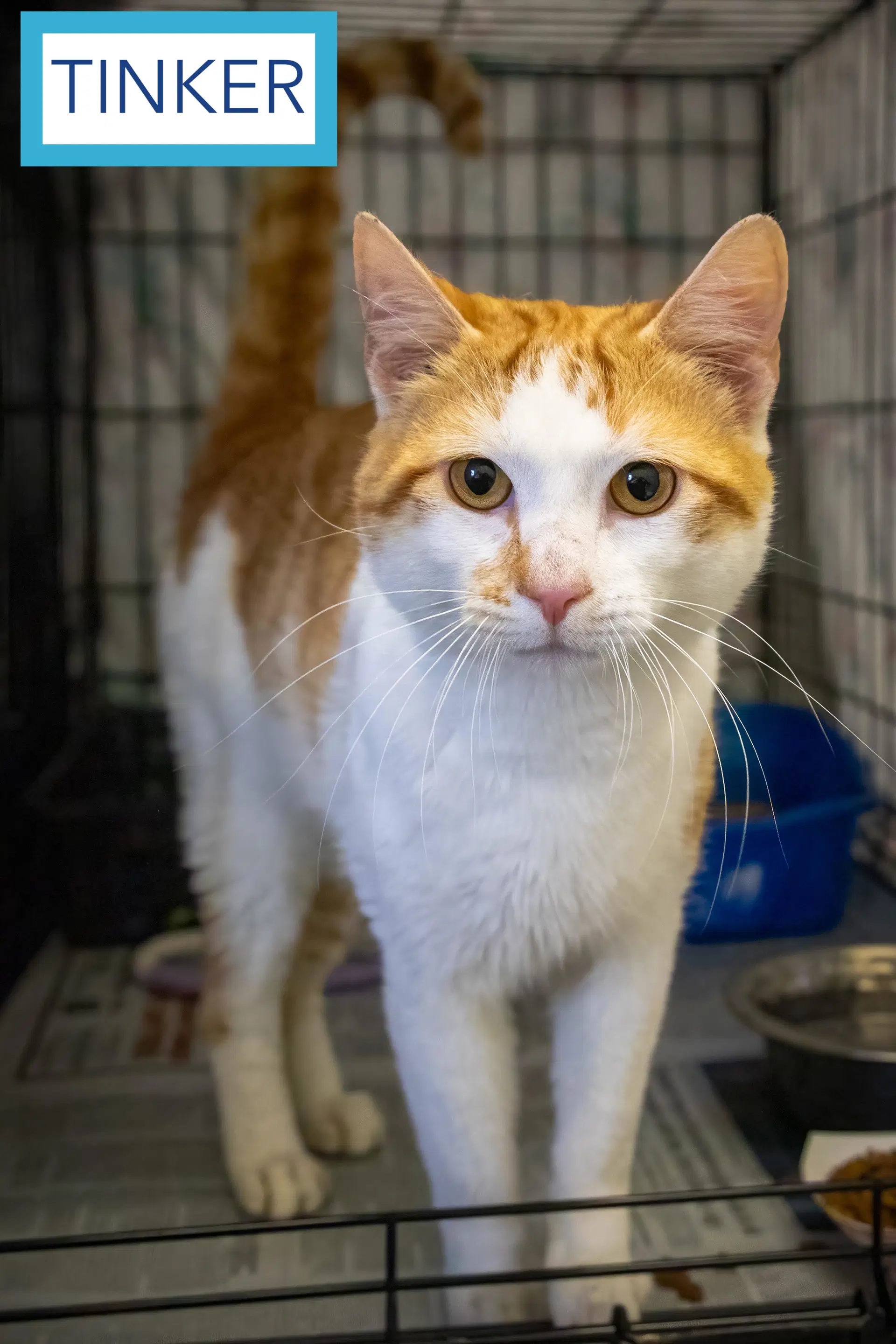 Tinker Fcid - Brookhaven Ps - Tabby