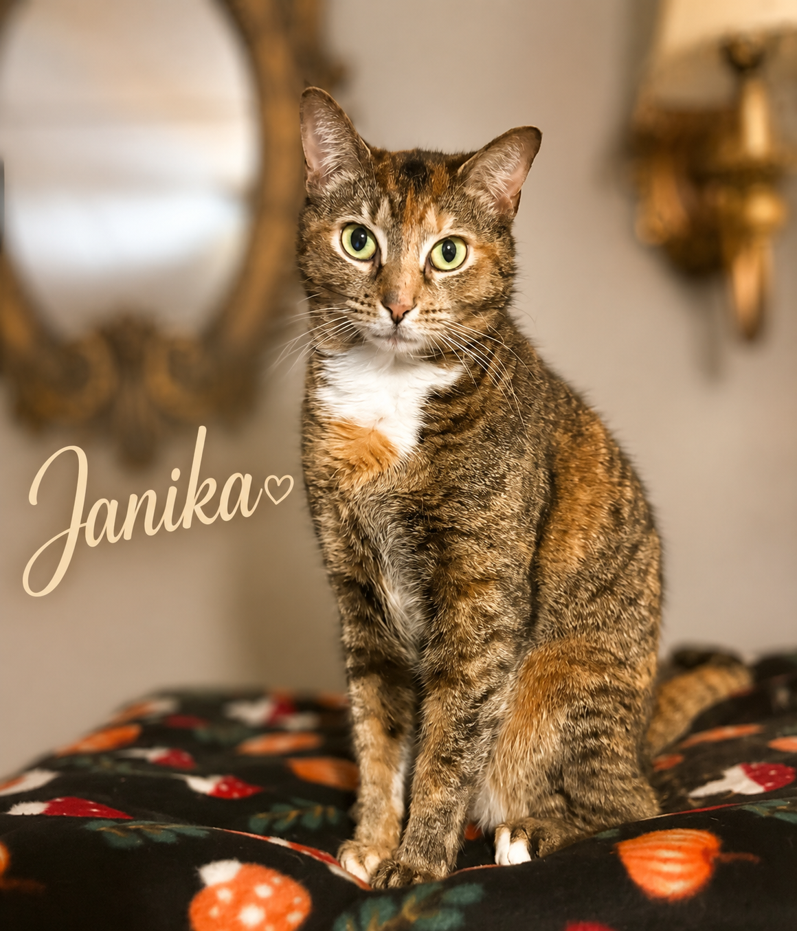 Janika (FCID# 04/02/2026 - 37 Millsboro PS), cat