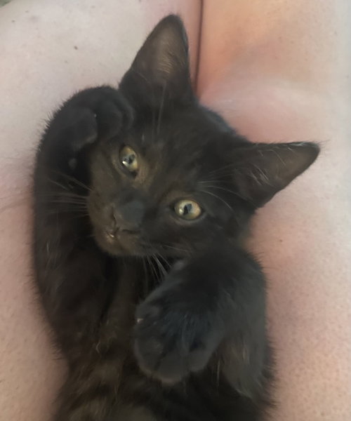 Scooter, Willow Grove Area, (FCID 05/20/2026-121)