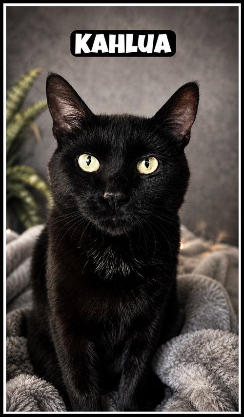 Kahlua (FCID# 04/14/2026 - 105) Willow Grove