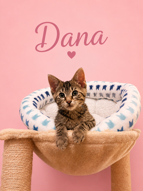 Dana (FCID# 05/28/2026 - 58 Middletown PS)