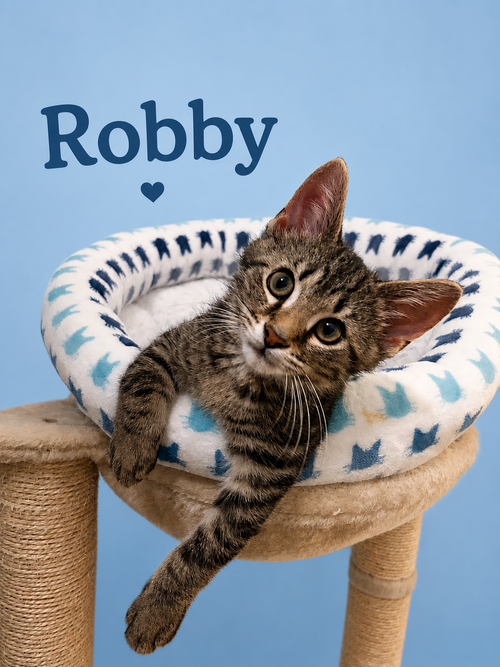 Robby (FCID# 05/28/2026 - 60 Middletown PS)