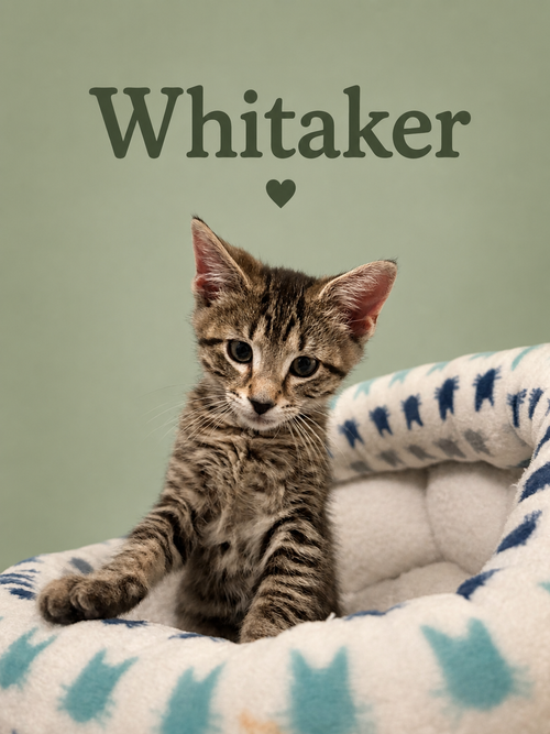 Whittaker (FCID# 05/28/2026 - 61 Middletown PS)