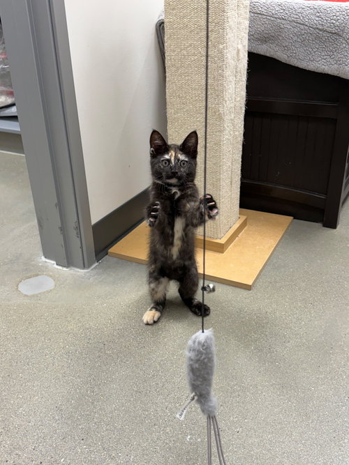 Maizee w/Mason (m): (FCID 5/18/26-67,68 Middletown, an adoptable Domestic Short Hair in Greenville, DE