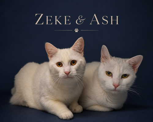 Zeke & Ash: Bonded (Middletown PS)