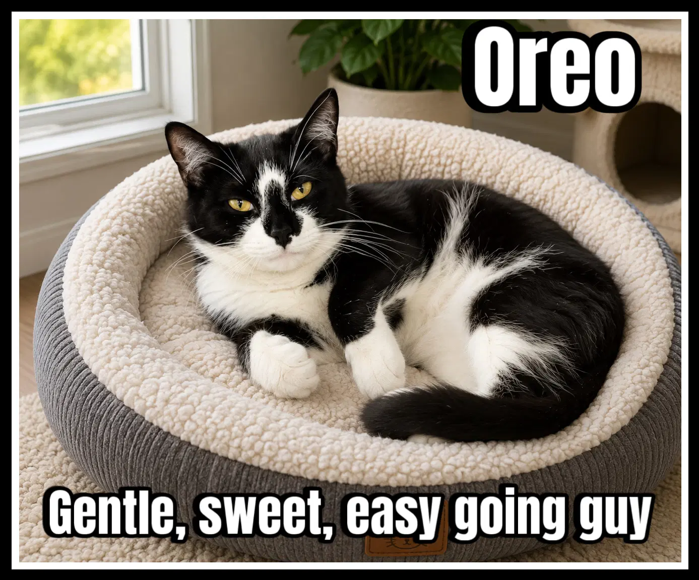 Oreo Fcid -  Willow Grove Kc image 3