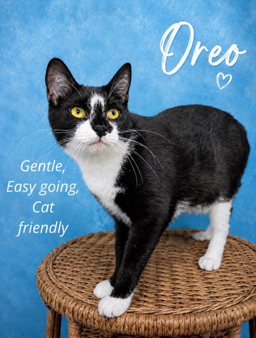 Oreo (FCID#08/19/2025 - 144) Willow Grove, an adoptable Tuxedo in Greenville, DE