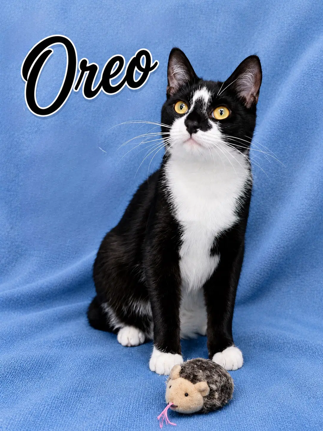 Oreo Fcid -  Willow Grove Kc image 4