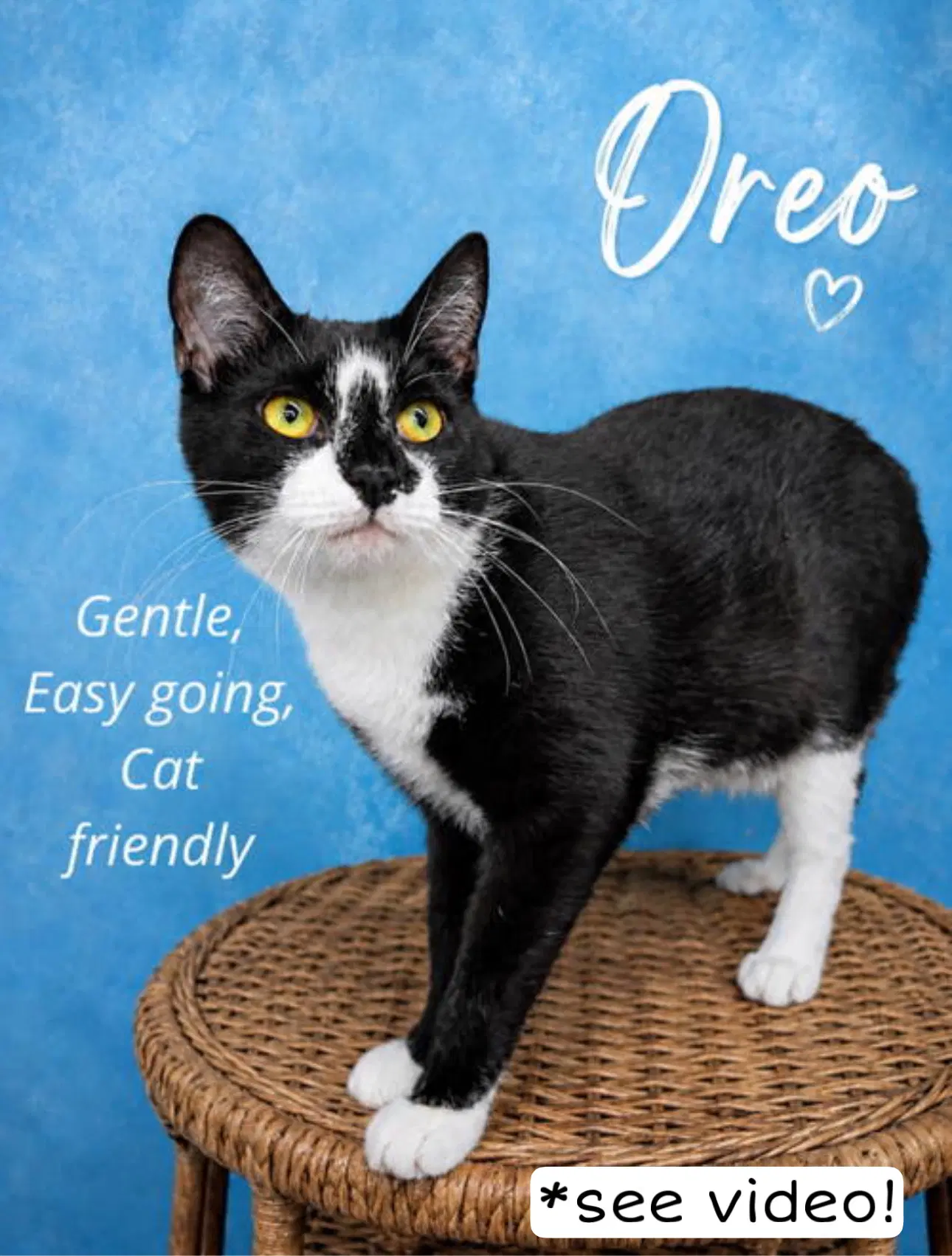 Oreo Fcid -  Willow Grove Kc image 2