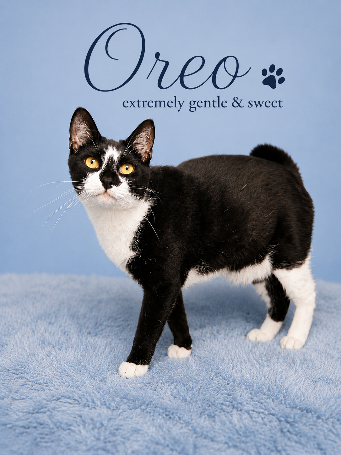 Oreo (FCID#08/19/2025 - 144) Willow Grove (KC), cat