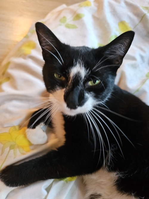 Photo 2 of Oreo (FCID#08/19/2025 - 144) Willow Grove area(KC)