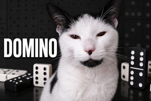 Domino (FCID# 05/04/2026 - 29 West Chester PS)
