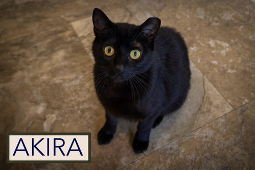 Akira: Tail Amp photo 4
