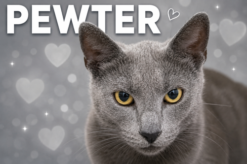 Pewter (FCID# 05/19/2026 - 60 Trainer)