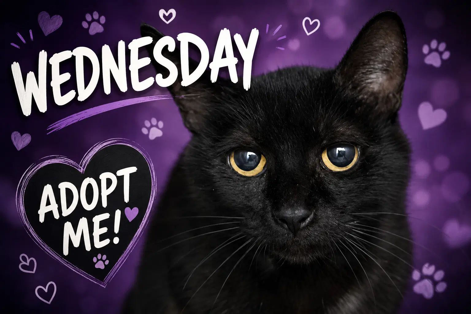 Wednesday Fcid  -  Trainer - Domestic Short Hair
