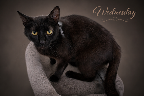 Wednesday (FCID# 05/19/2026 - 70 Trainer), Young Domestic Short Hair (short coat), cat for adoption in Marcus Hook, Pennsylvania