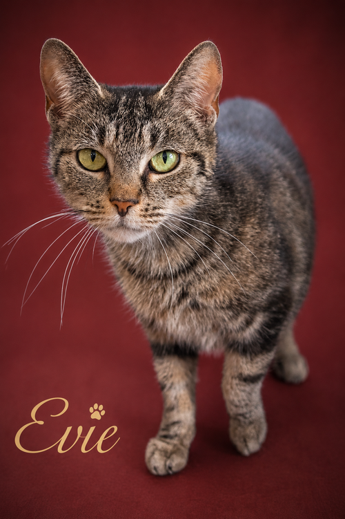 Evie (FCID# 05/21/2026 - 4 Trainer), Adult Tabby (short coat), cat for adoption in Marcus Hook, Pennsylvania