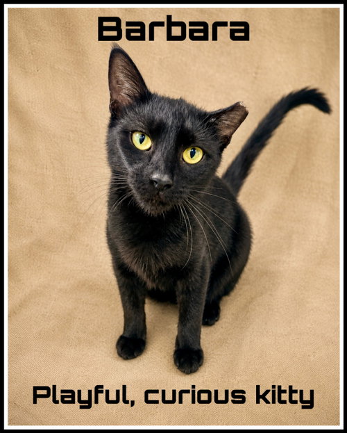 Barbara (FCID# 05/05/2026 - 109), Young Domestic Short Hair (short coat), cat for adoption in Vineland, New Jersey