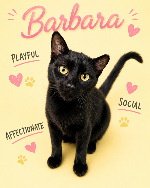 Barbara (FCID# 05/05/2026 - 109), Young Domestic Short Hair (short coat), cat for adoption in Willow Grove, Pennsylvania