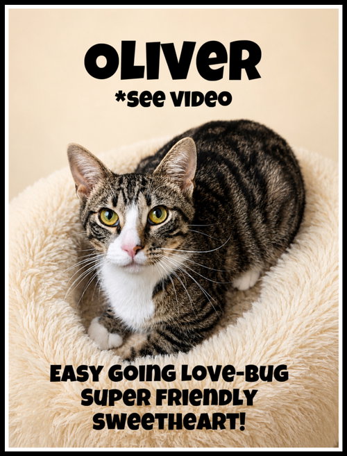 Oliver (FCID# 05/19/2026 - 139) Willow Grove