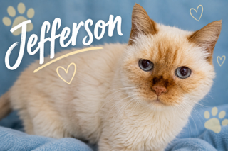Jefferson: DMH (FCID# 05/26/2026 - 96 Trainer)