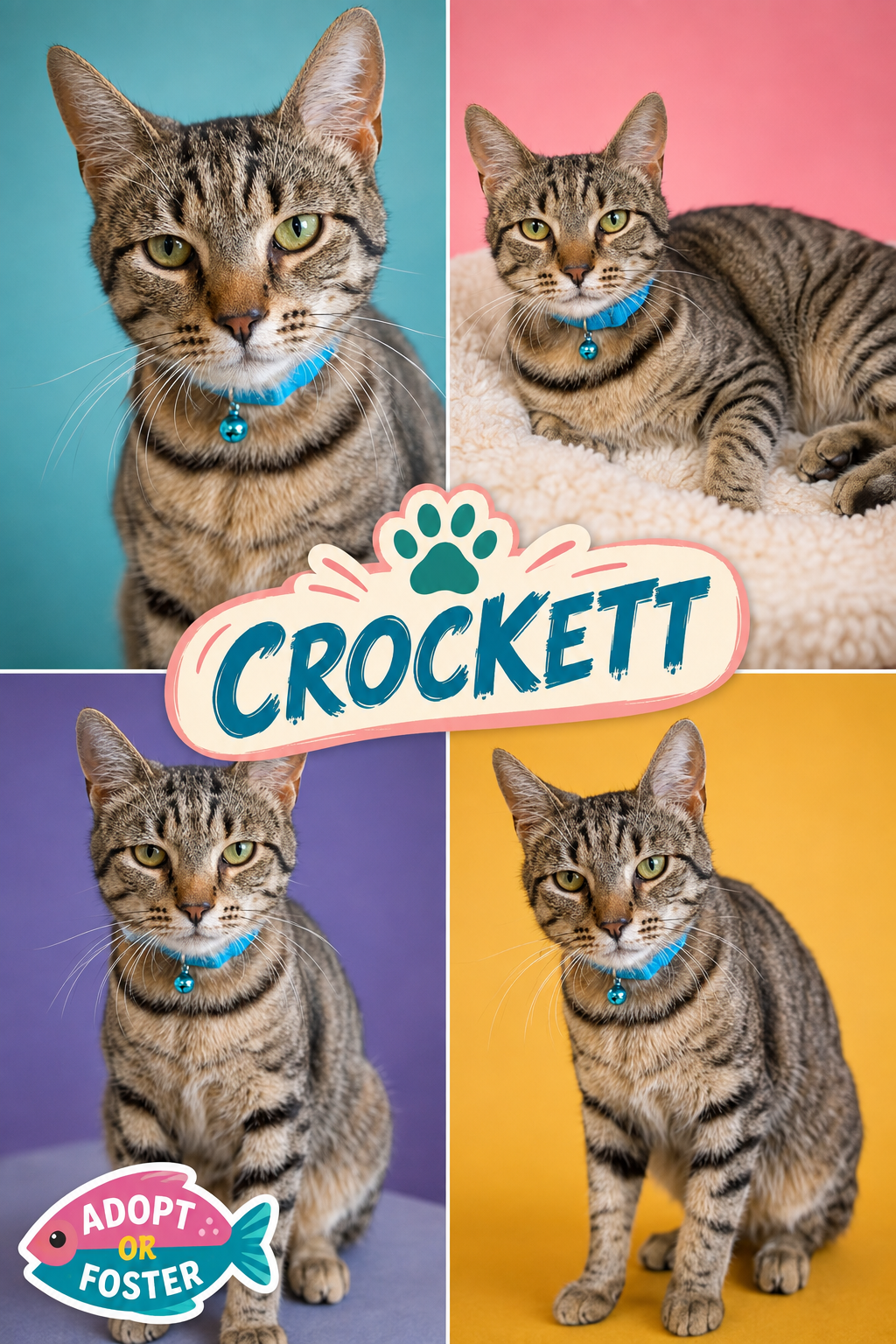 Crockett (FCID# 05/26/2026 - 52 Trainer), cat — photo 1 of 11