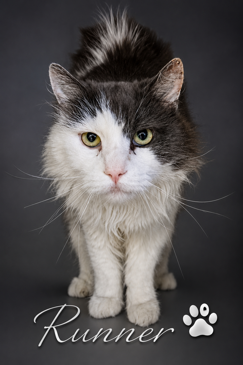 Runner:  DLH (FCID# 05/26/2026 - 35 Trainer), Adult Domestic Long Hair (short coat), cat for adoption in Marcus Hook, Pennsylvania