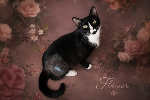 Flower (FCID# 05/26/2026 - 76 Trainer), an adoptable Tuxedo in Greenville, DE
