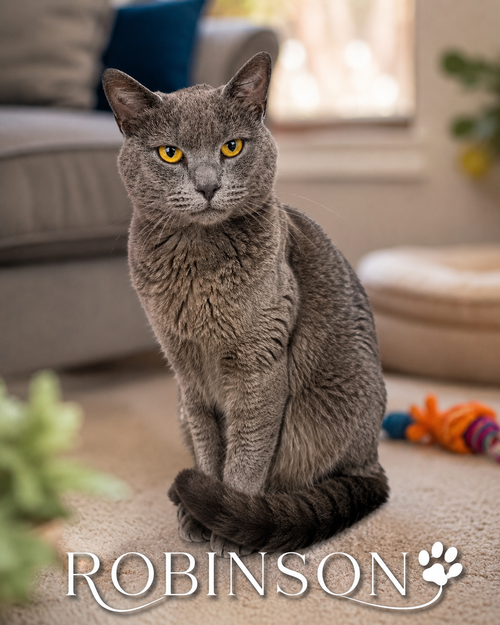 Robinson (FCID# 05/26/2026 - 34 Trainer), an adoptable Domestic Short Hair in Greenville, DE