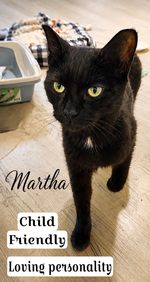 Martha (FCID# 05/07/2026 - 56 Brookhaven PS) K, an adoptable Domestic Short Hair in Greenville, DE