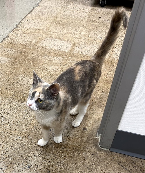 Pixie (FCID# 04/29/2026 - 29 West Chester PS)